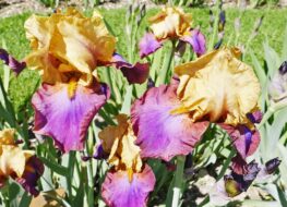 007 - gala madrid 1967